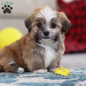 Cannon, Lhasa Apso Puppy